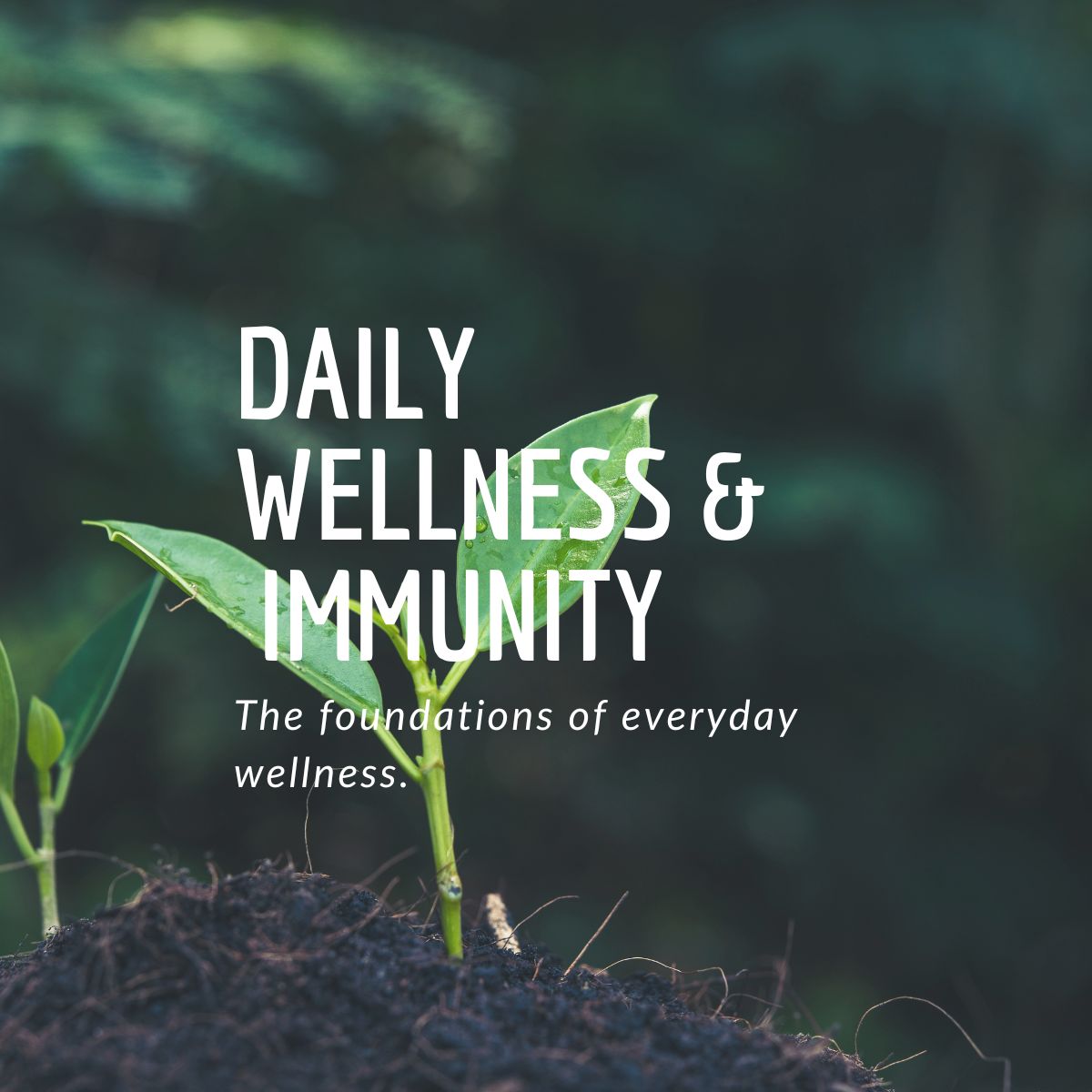 MaxSehat Daily Wellness and Immunity collection featuring traditional herbal wellness blends