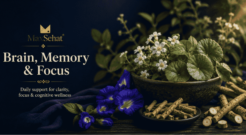 MaxSehat Focus and Memory collection featuring botanicals traditionally used for mental clarity and concentration